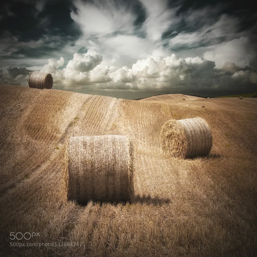 Harvest