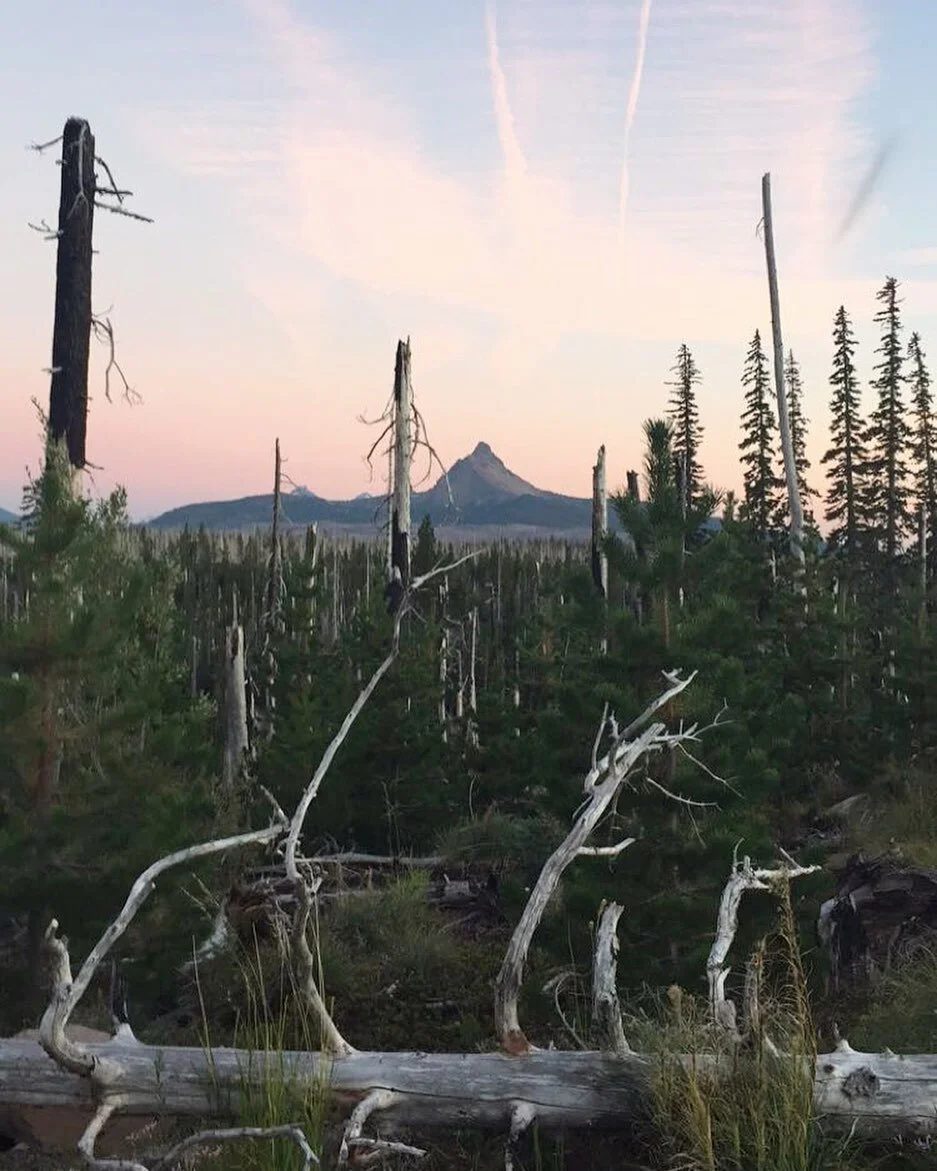 Feelin' fine up in the pine