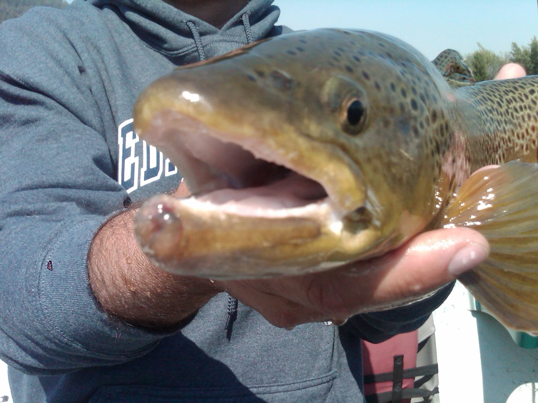 Our guides know how to find the big browns