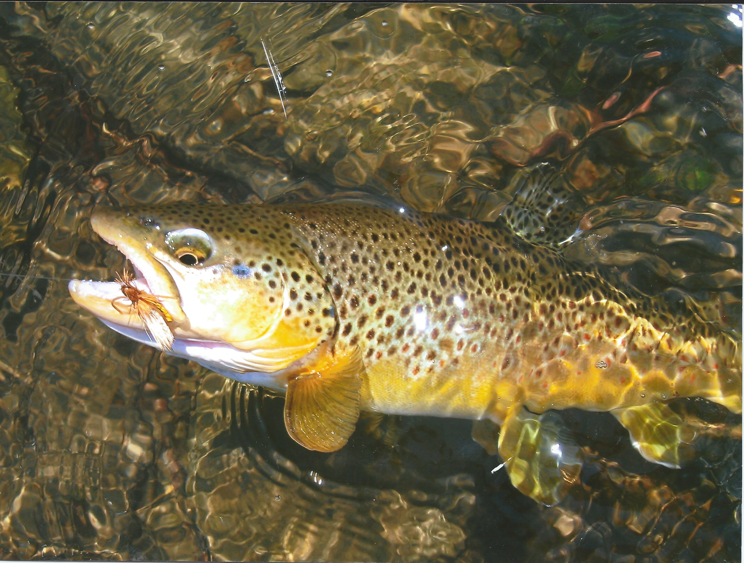 BrownTrout.jpeg