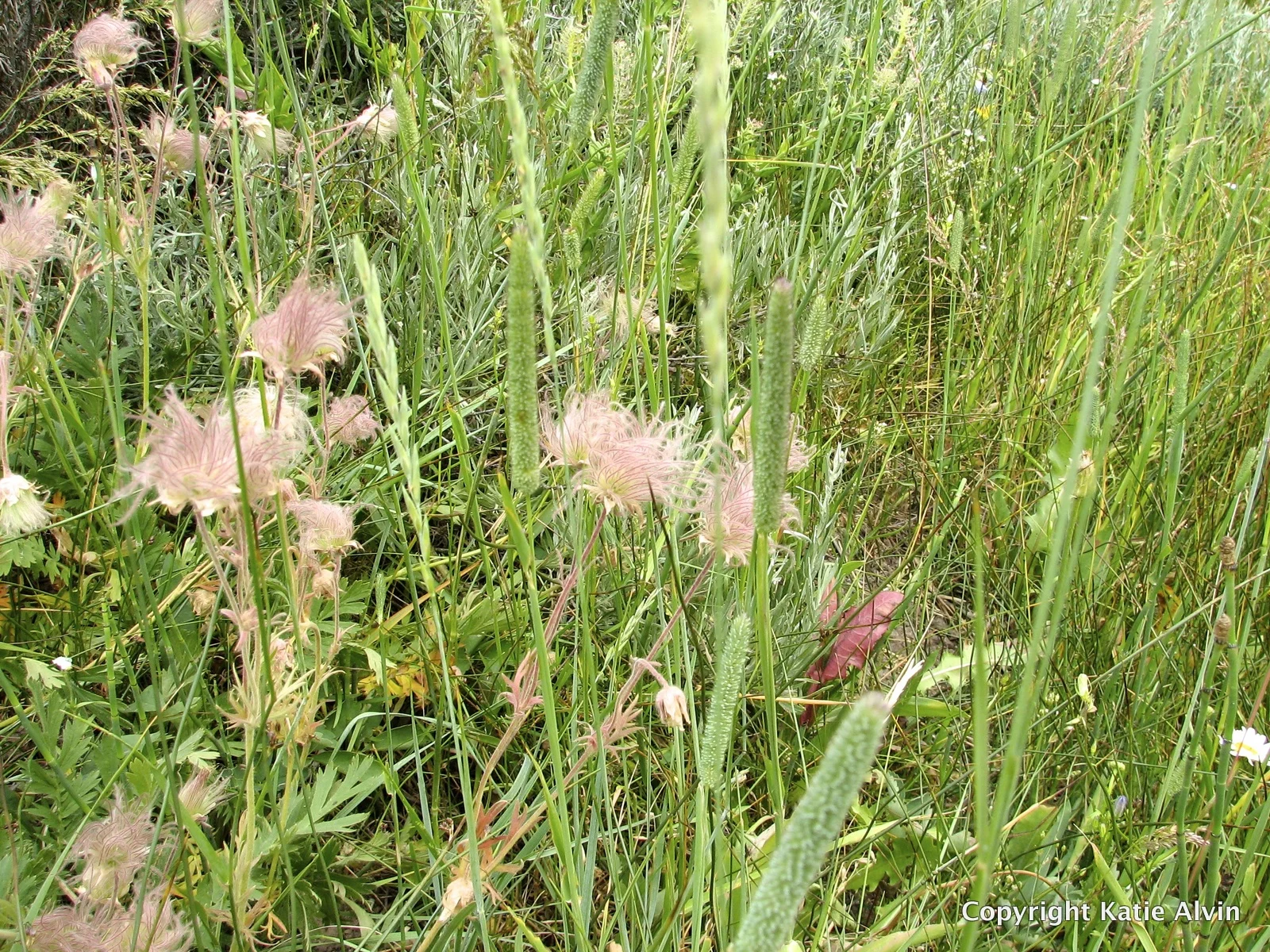 Prairie Smoke - after flowering