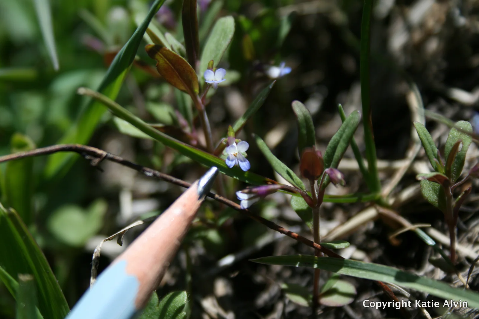 Blue-eyed Mary