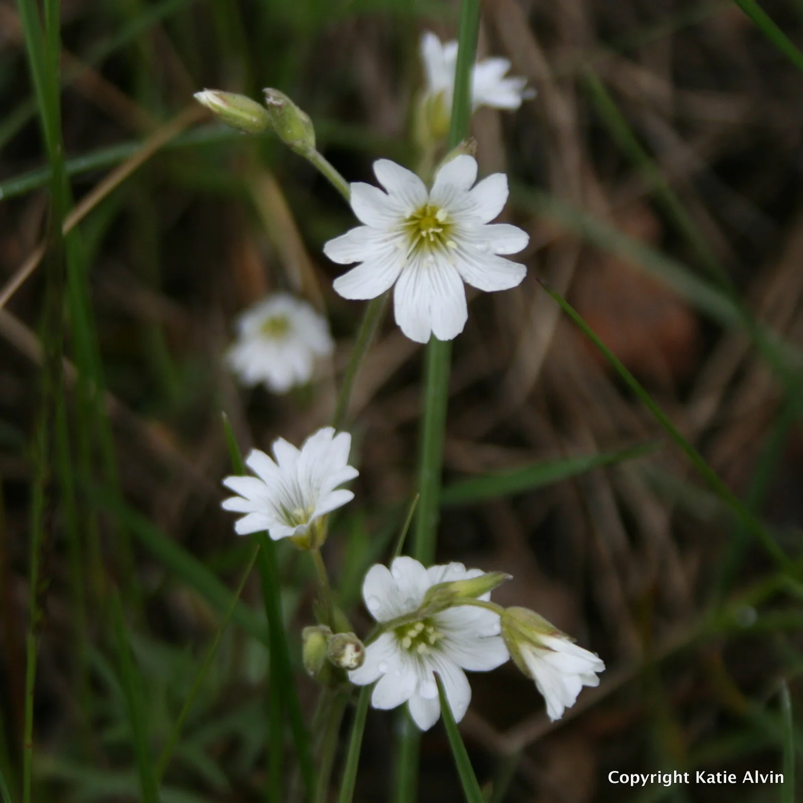 Field Chickweed