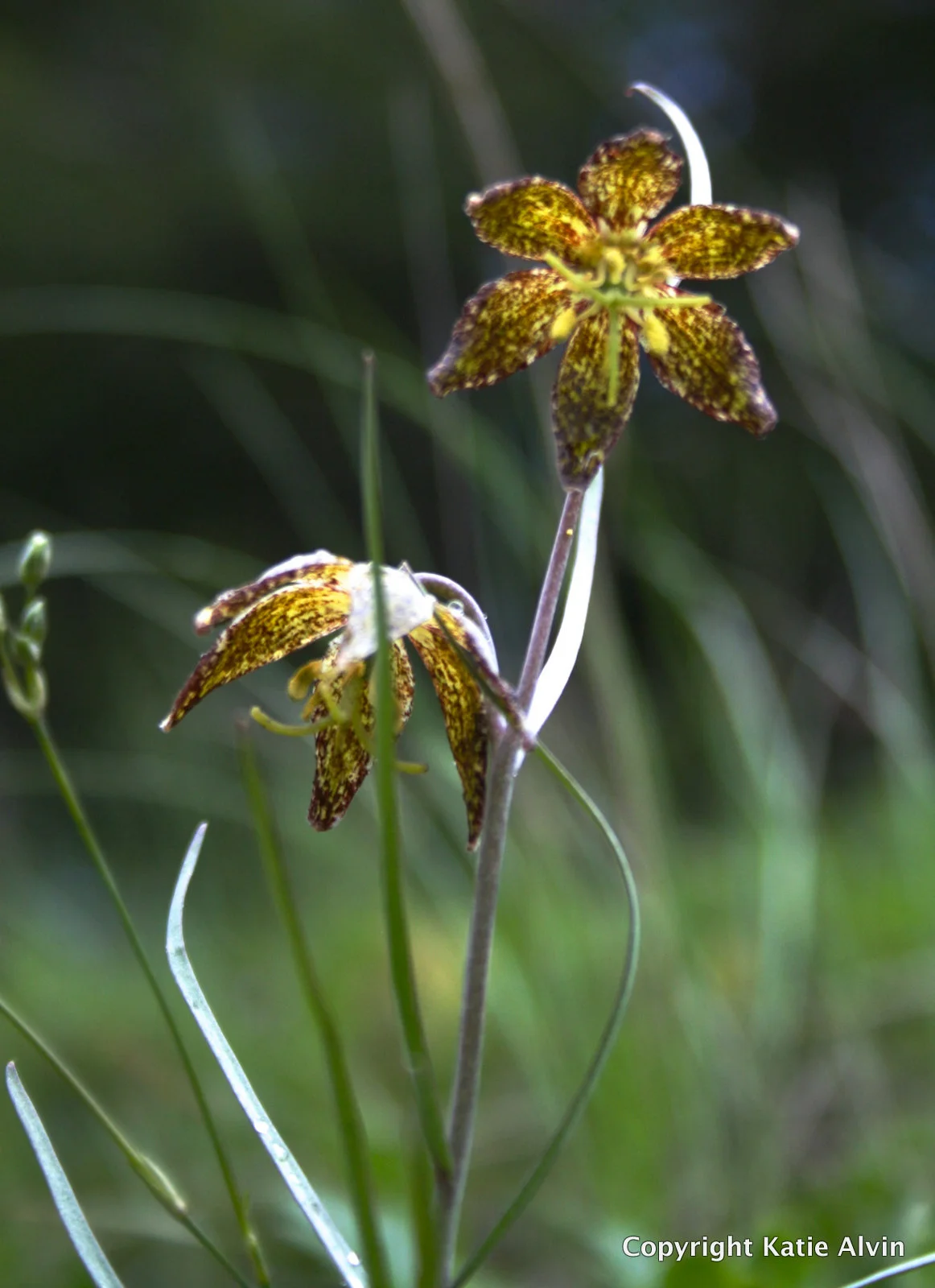 Spotted Fritillary or Leopard Lily