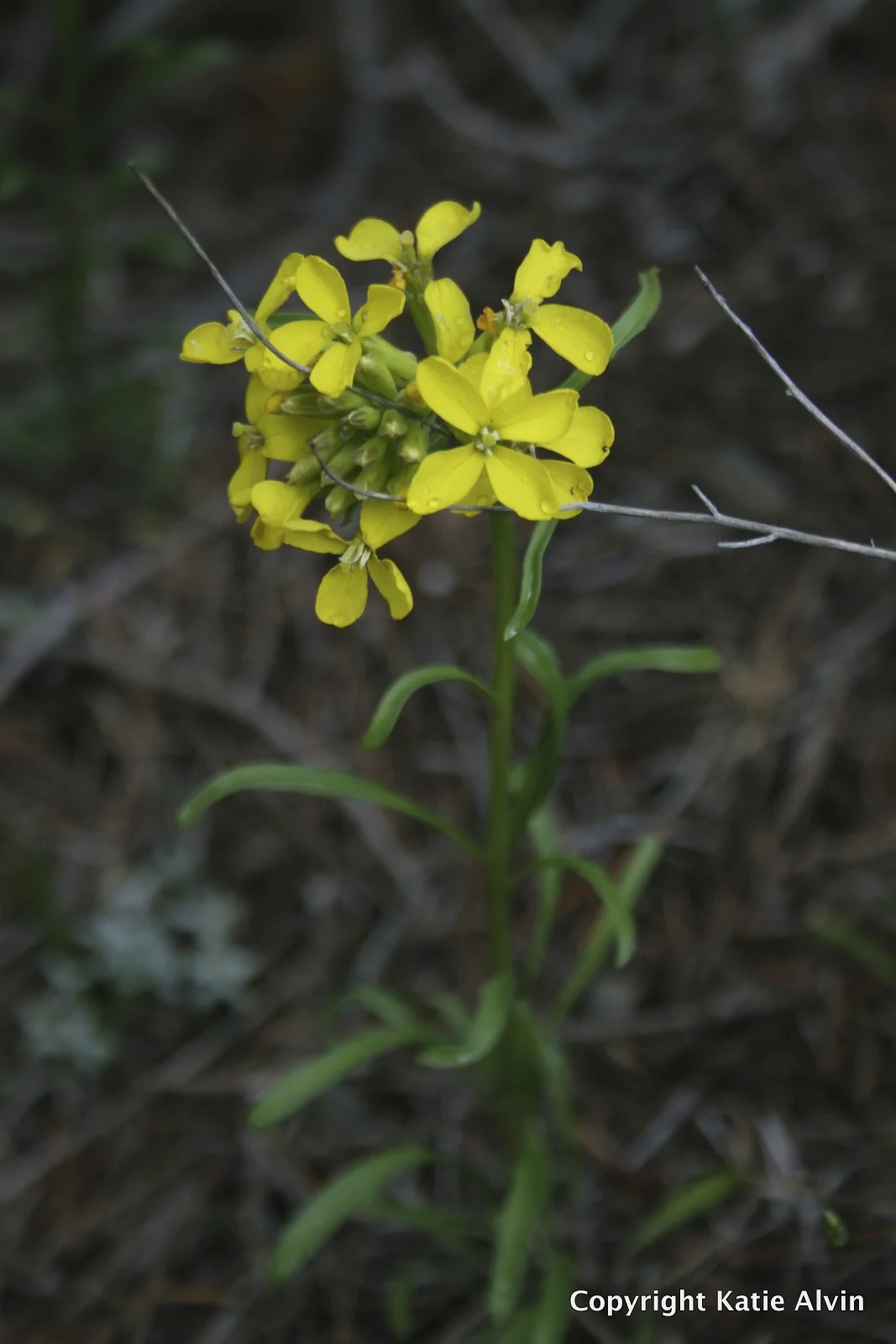 Western Wallflower