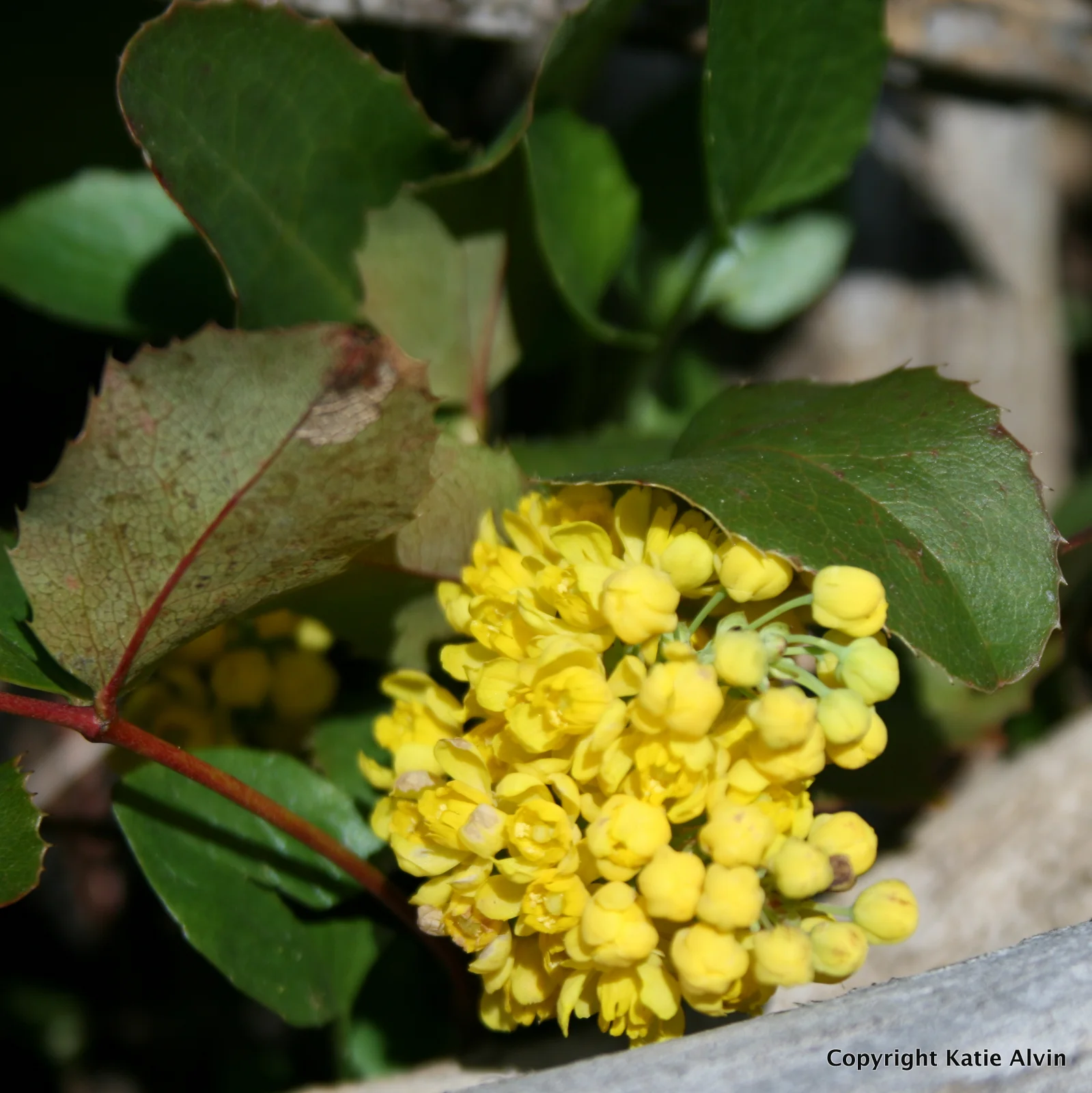 Oregon Grape
