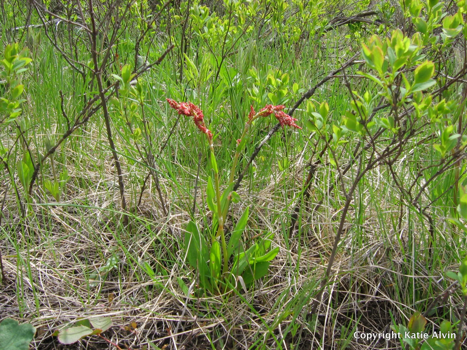 Sorrel