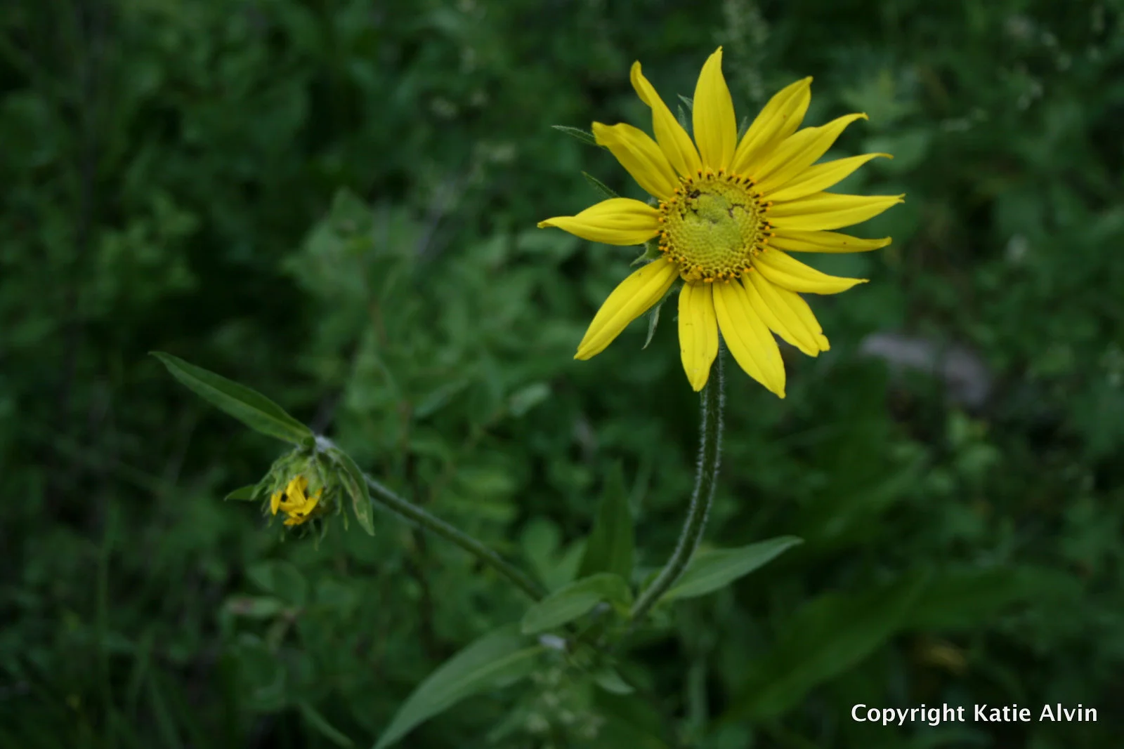 Helianthella or False Sunflower