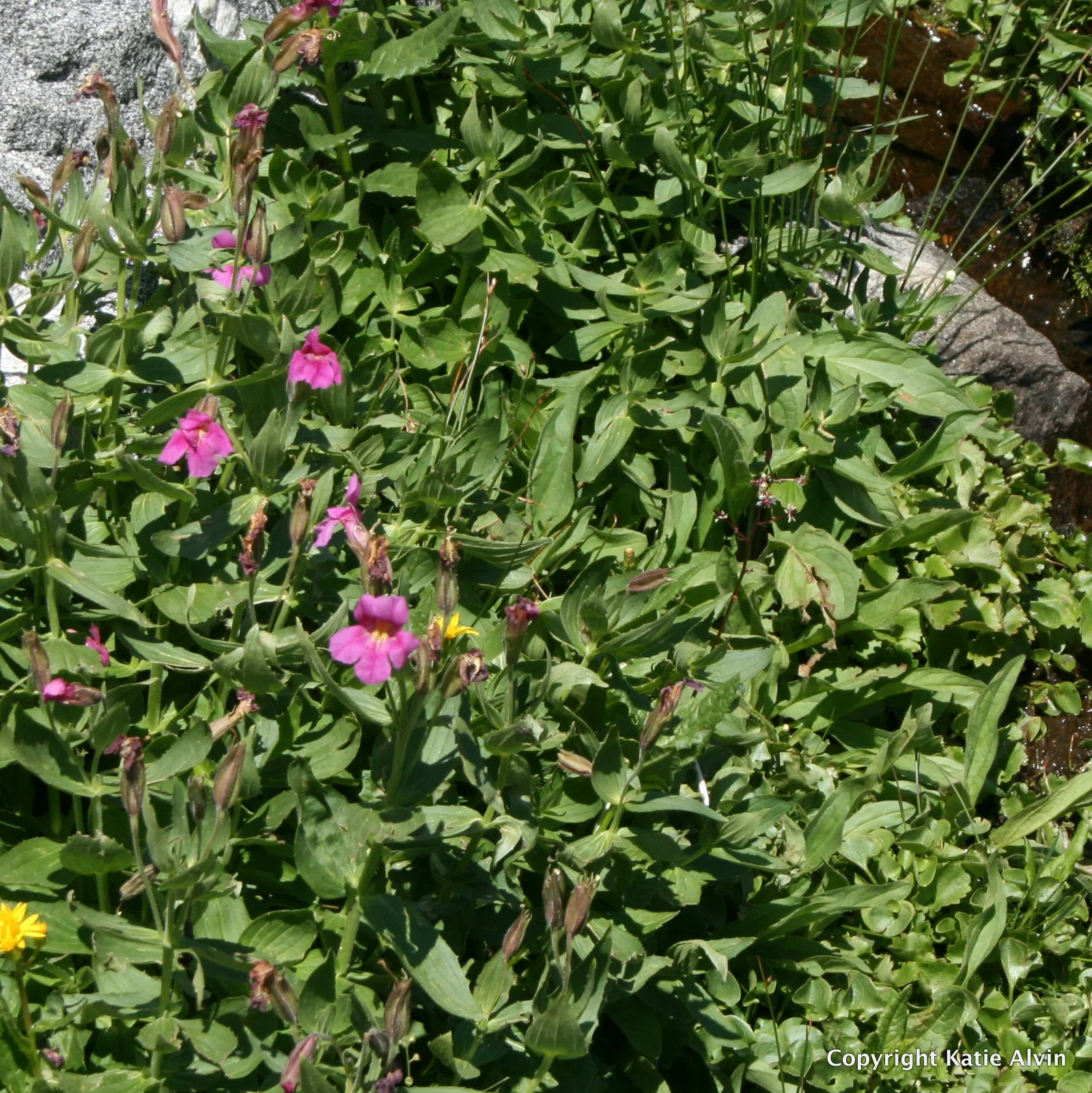Pink Monkeyflower