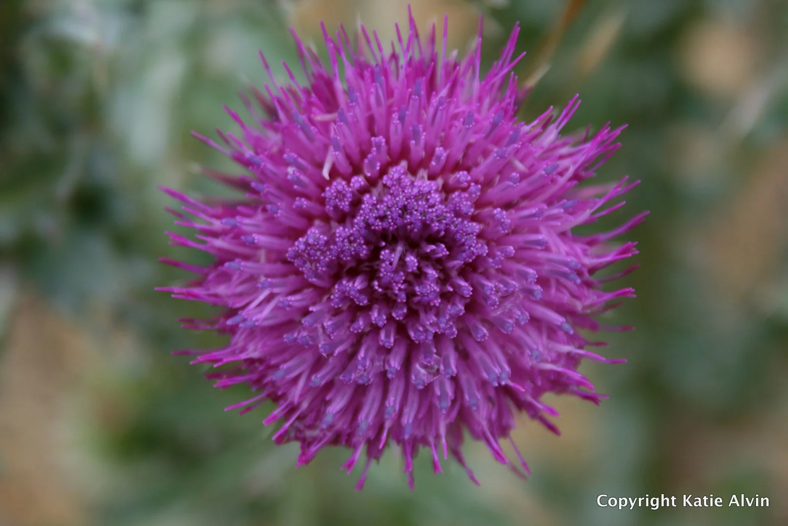 Musk Thistle