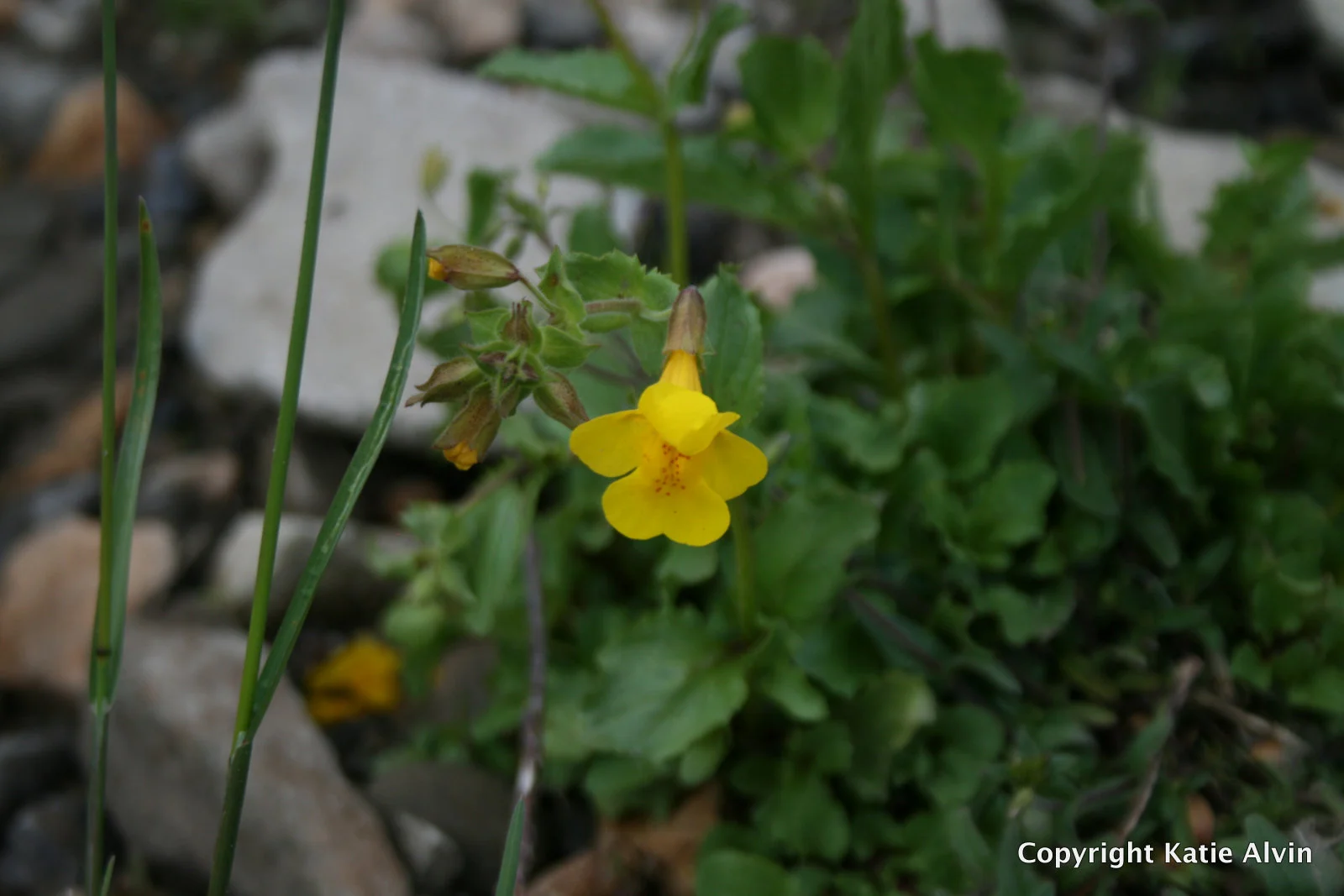 Yellow Monkeyflower