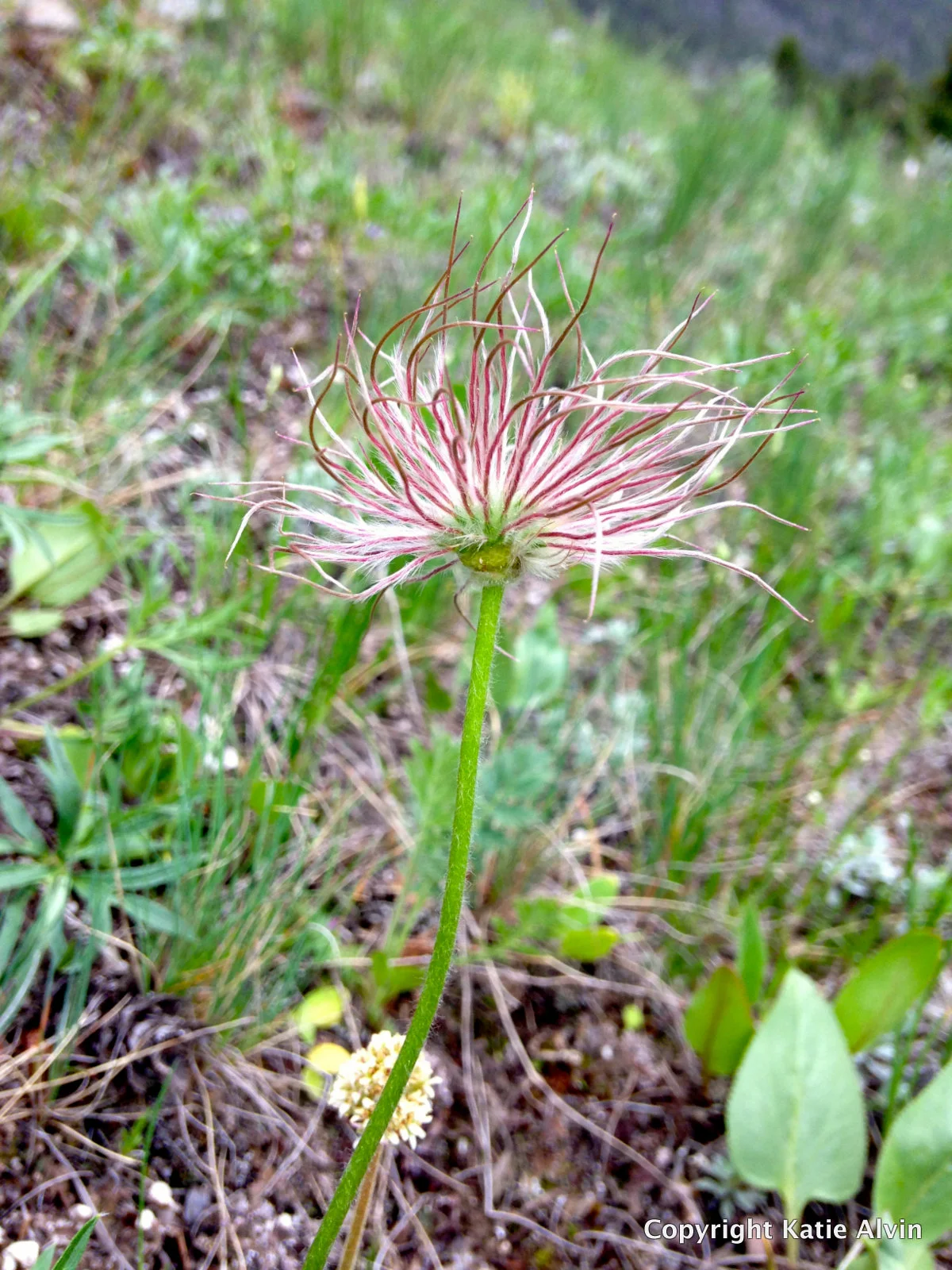 Pasque Flower - after flowering
