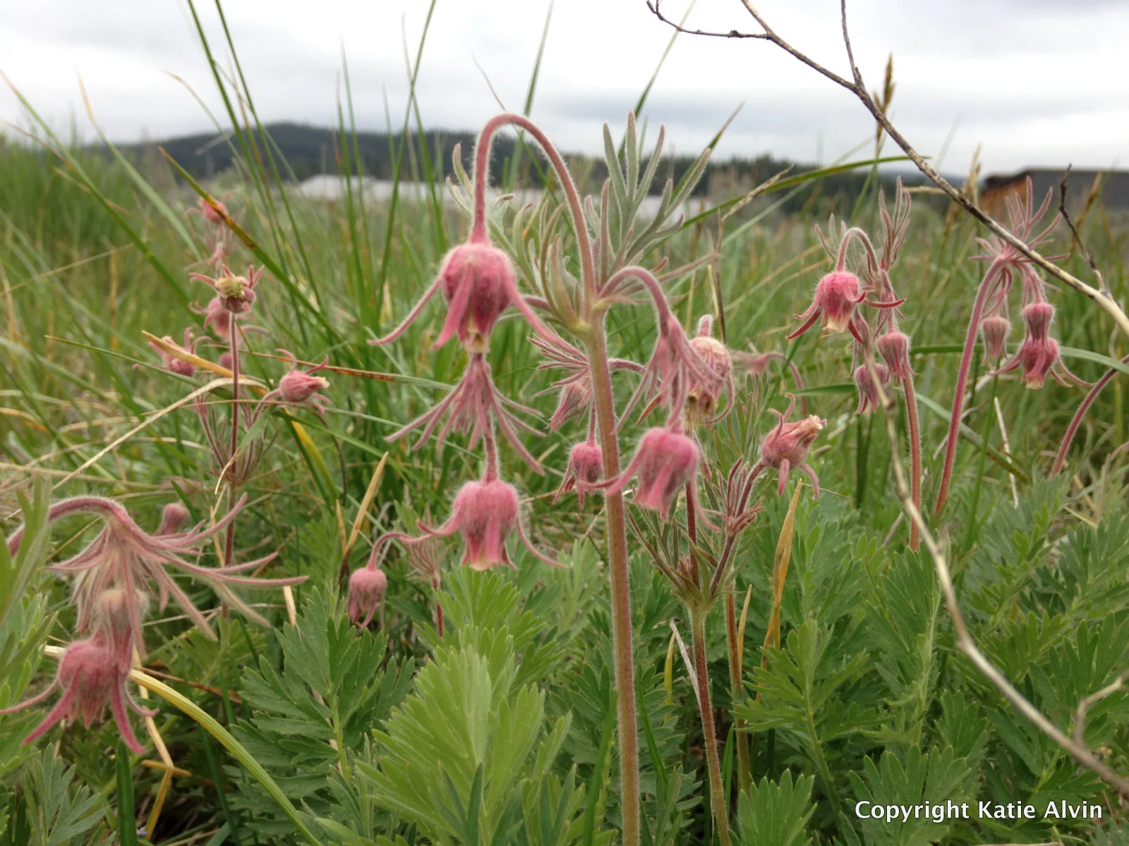 Prairie Smoke