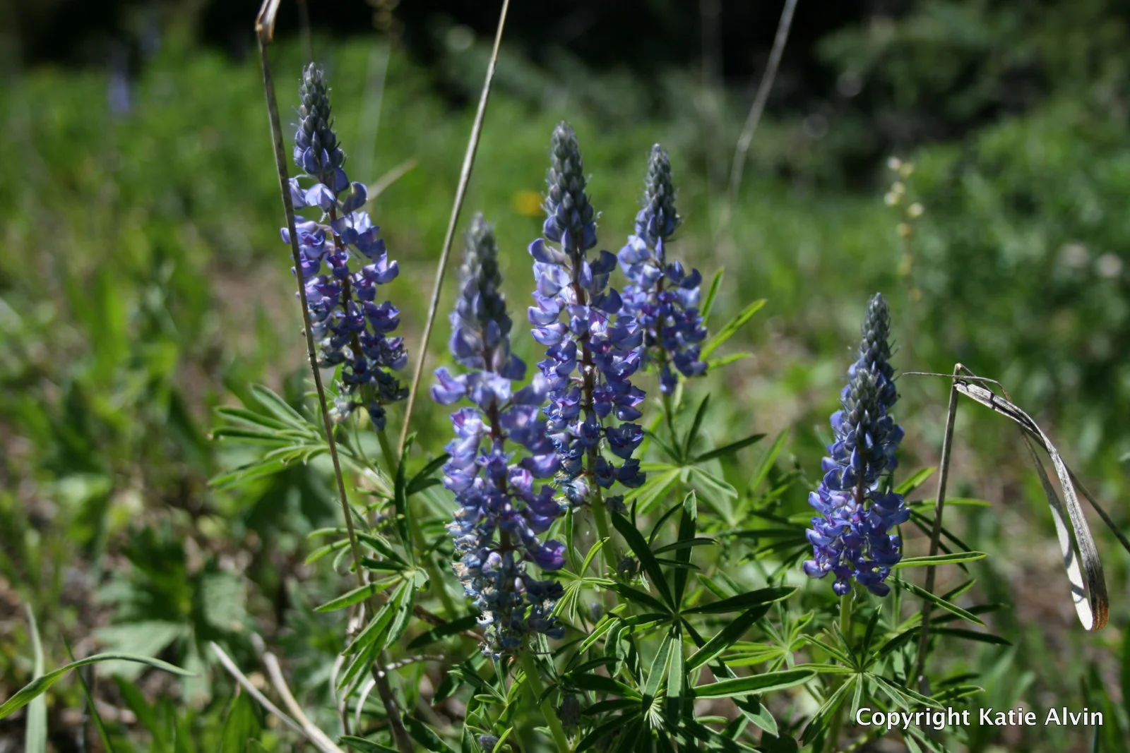 Lupine