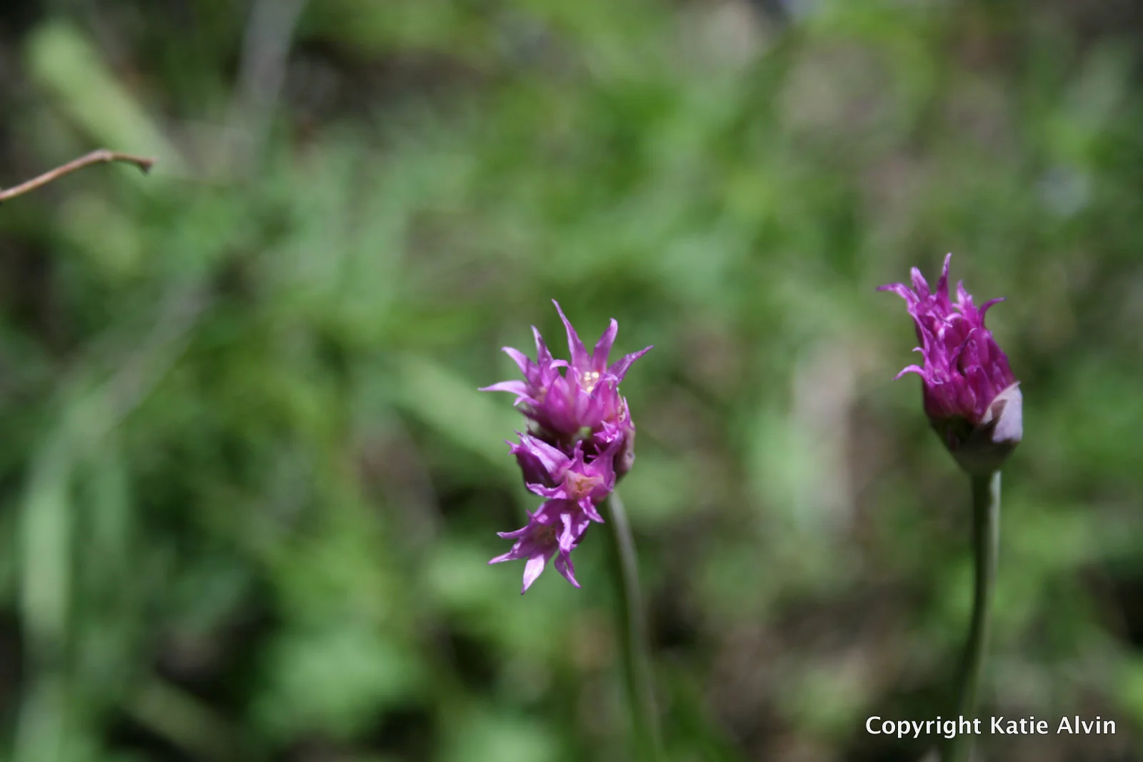 Wild Onion