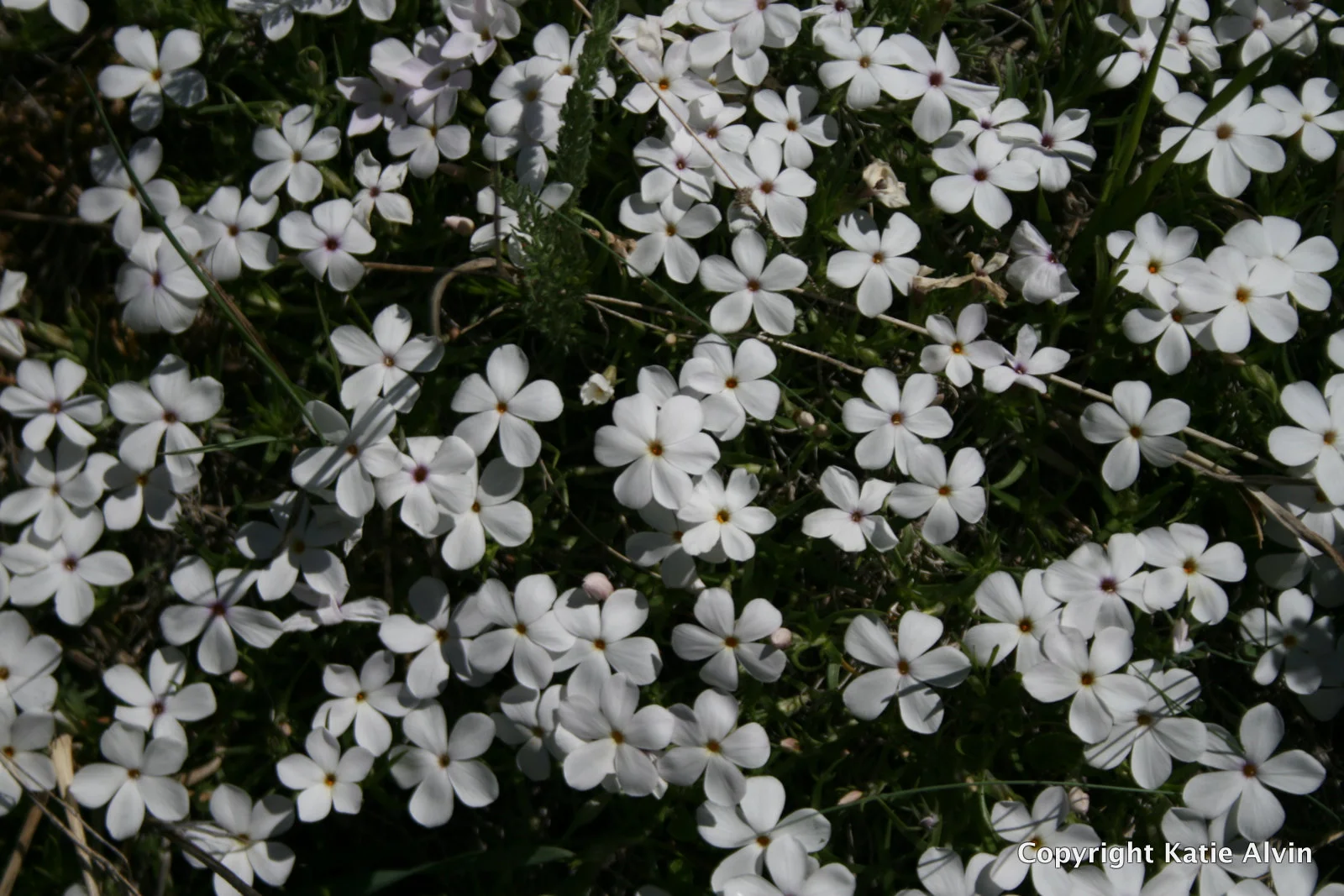 Phlox
