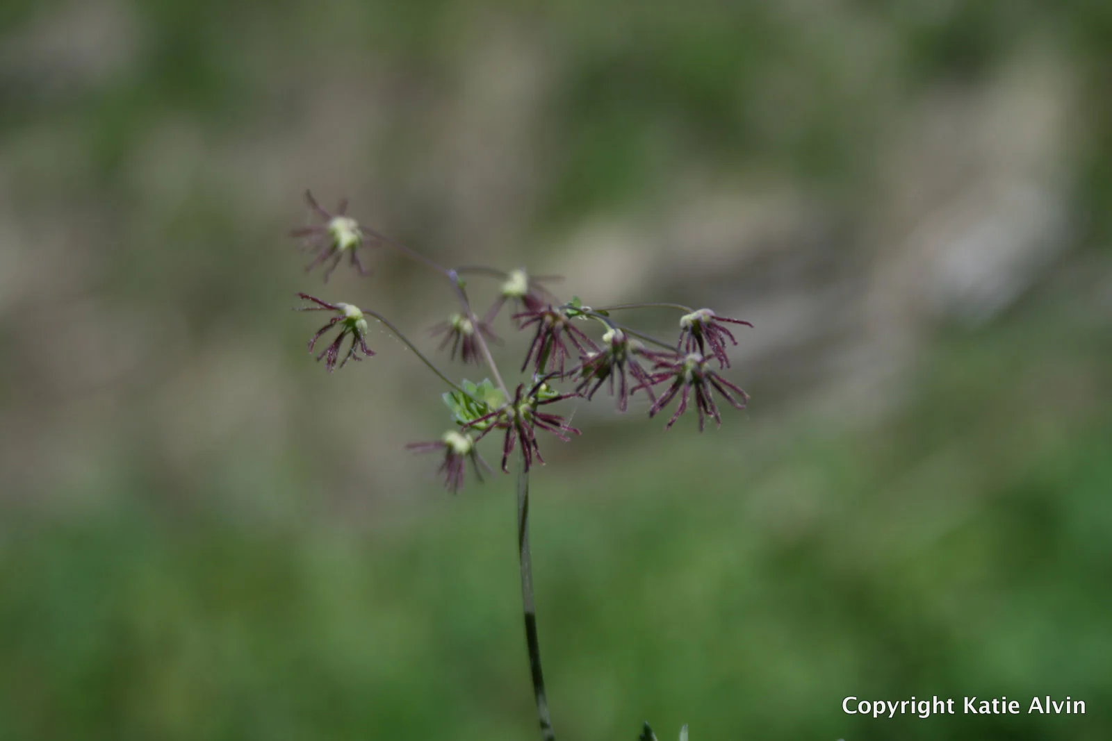 Meadow-rue (female)