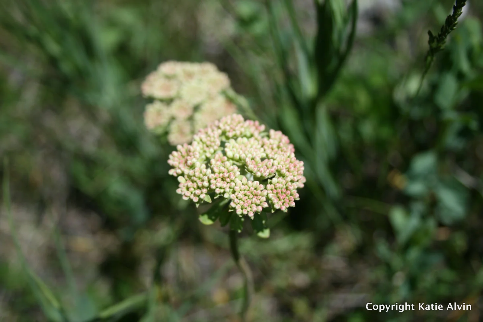 Buckwheat