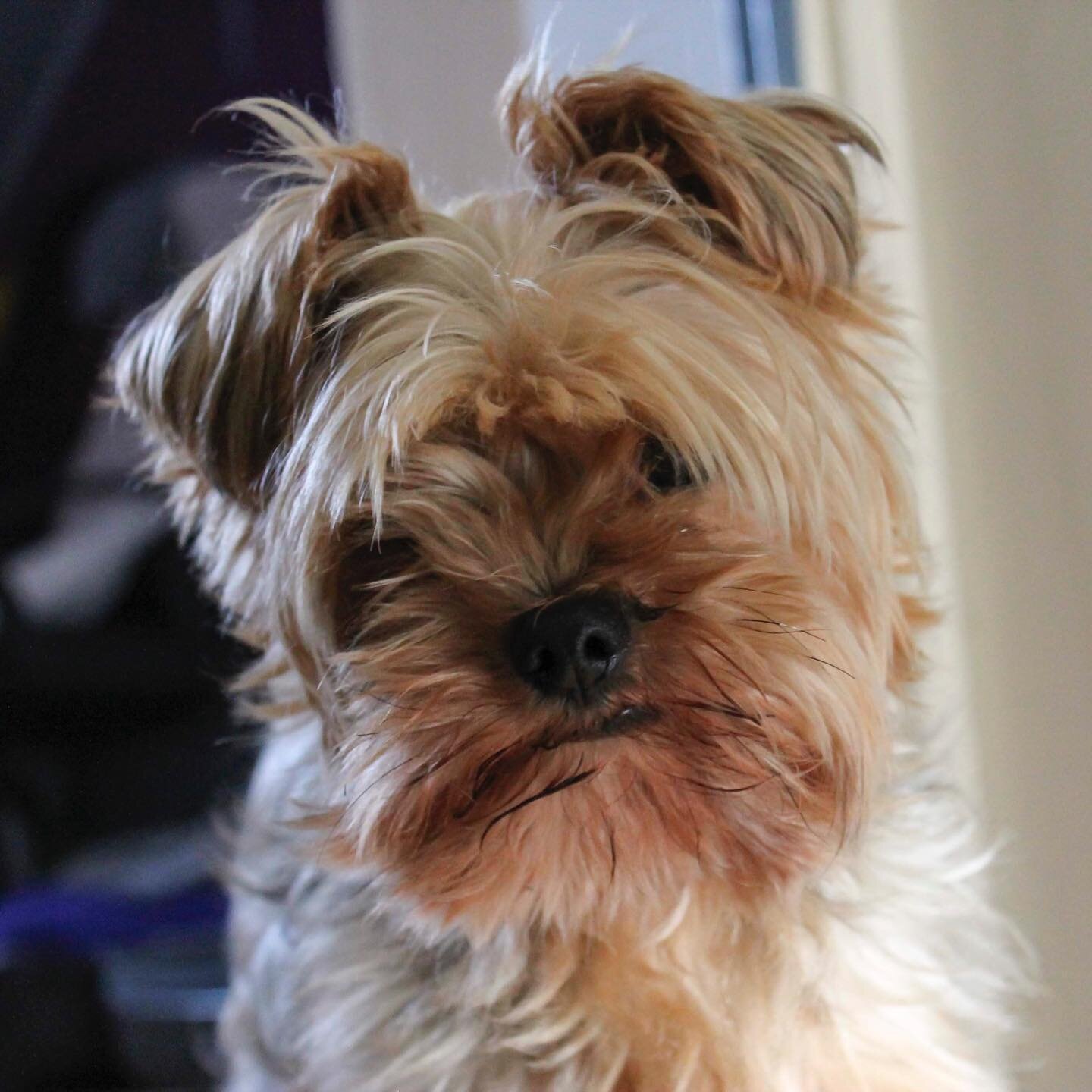 It&rsquo;s been a long time but finally got back to France to see this little man! ( I don&rsquo;t think he can see me though!)
#yorkie #yorkiesofinstagram #dogsofinstagram #fluffball