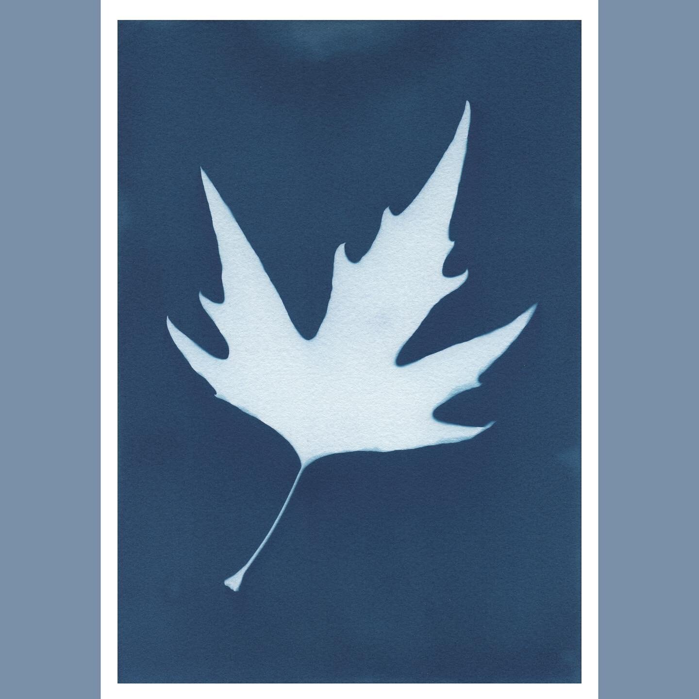 Some of my cyanotypes from the other day. #cyanotype #cyanotypeprint #cyanotypes #cyan #lockdown2 #crafting #staycation2020 #photogram #autumn #leaf #handmade