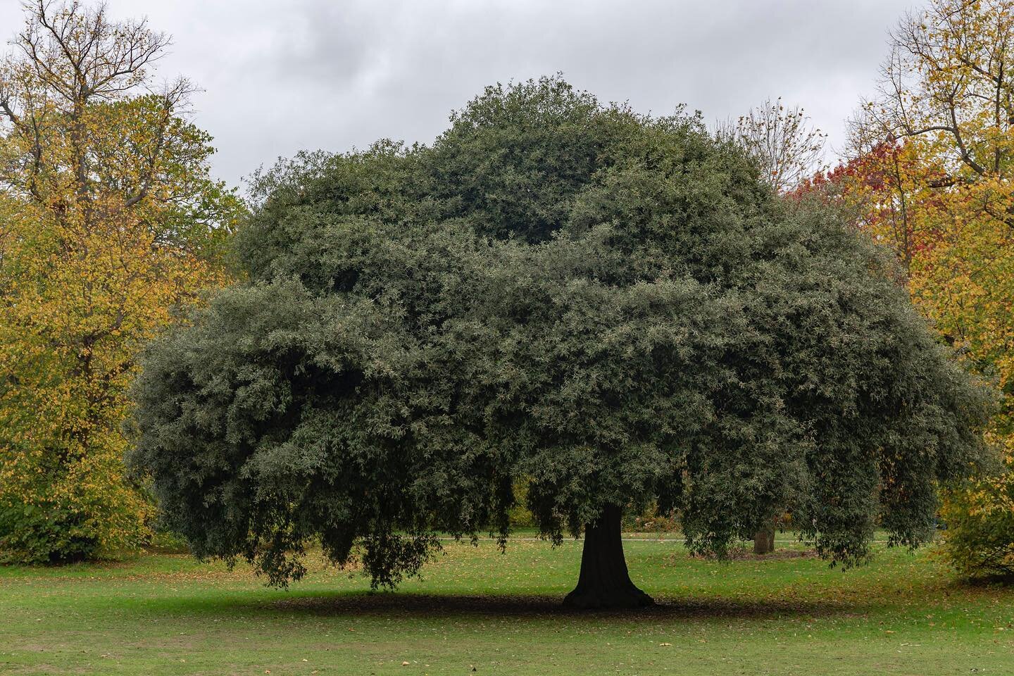 Missed out this nice tree pic from our weekend Kew walk #tree #trees #treesofinstagram #treephotography #kewgardens #🌳