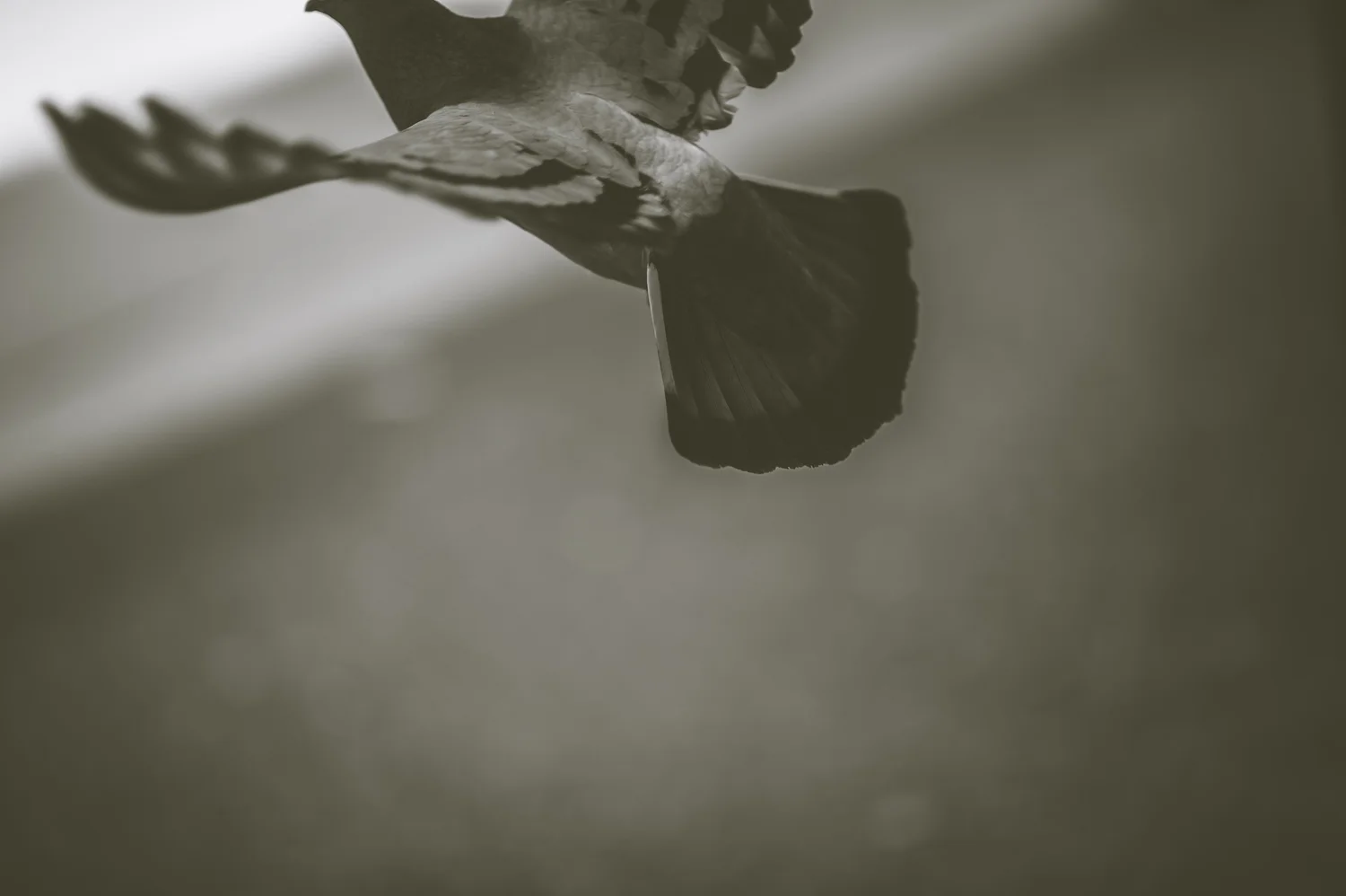 my eternal fascination with pigeons2.JPG