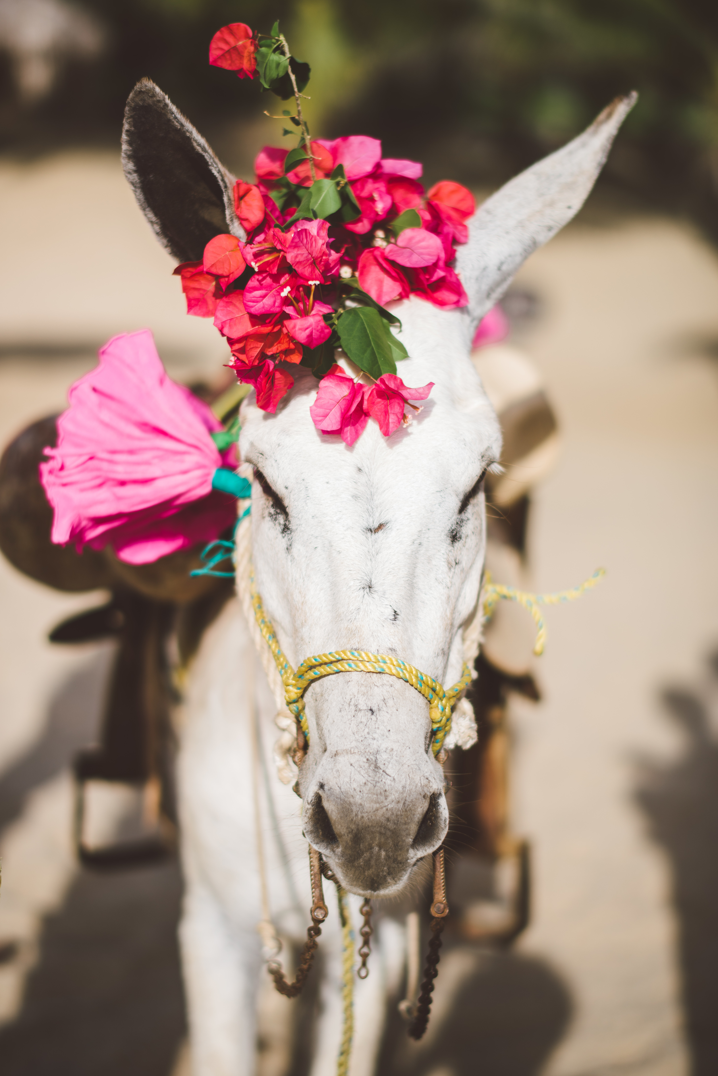 Steve & Mika - Sayulita - © Dallas Kolotylo Photography - 712.jpg