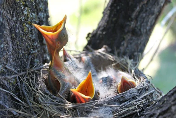 Big Mouths are hungry. These robins will soon fly away on their own, just as each of us does over and over.