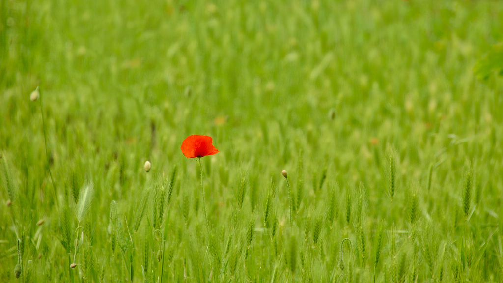 Photo by Zoltán Vörös / CC BY 2.0