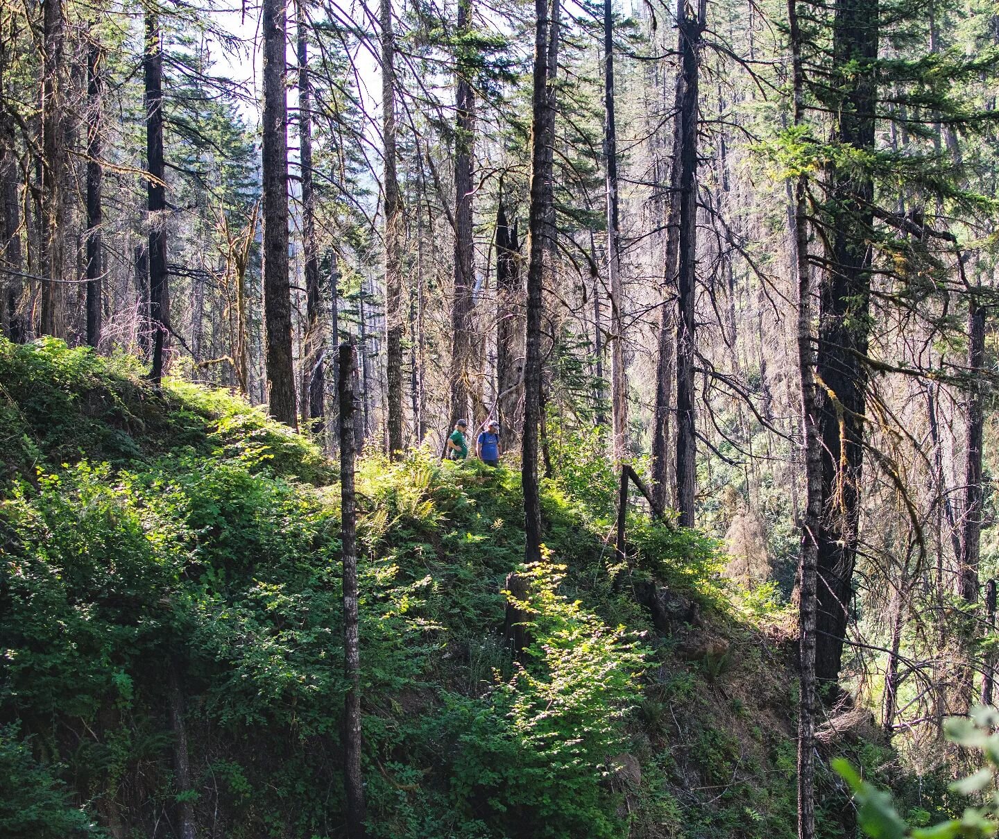 (2022-08-06) Hit up the Eagle Creek Trail for the first time in a long time, since it was closed for a long time after a major forest fire, although even before the fire I rarely hiked there. The trail was beautiful and I resolved to hike there more 