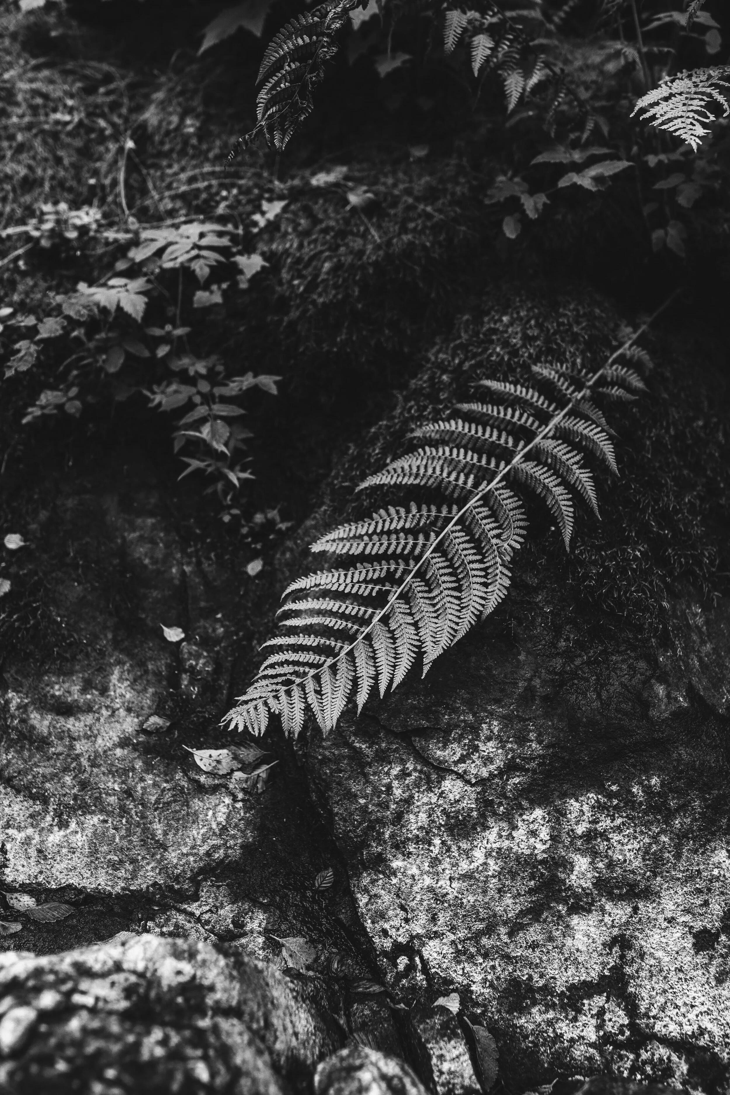 FFC's End-of-Year Giving Campaign was a great success!