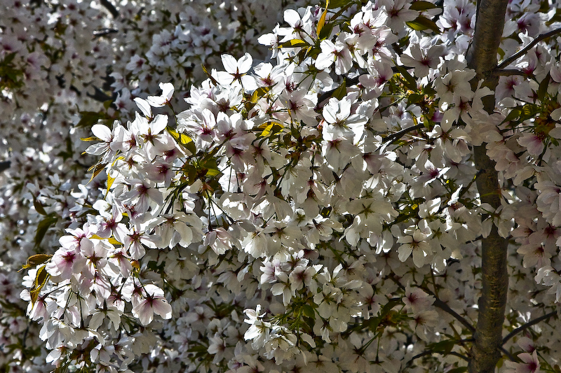 dc spring regalia series - cherry blossom bunch cu.jpg