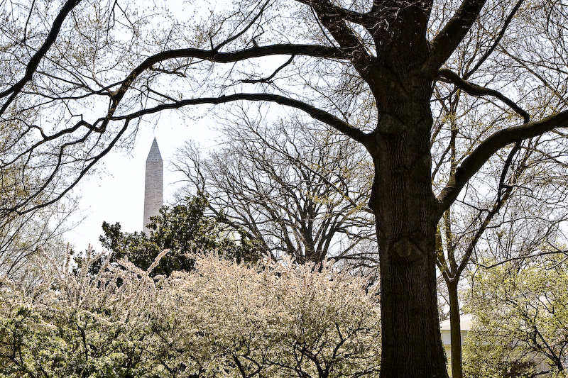 dc spring regalia series - washington monument framed by bushes and tree.jpg