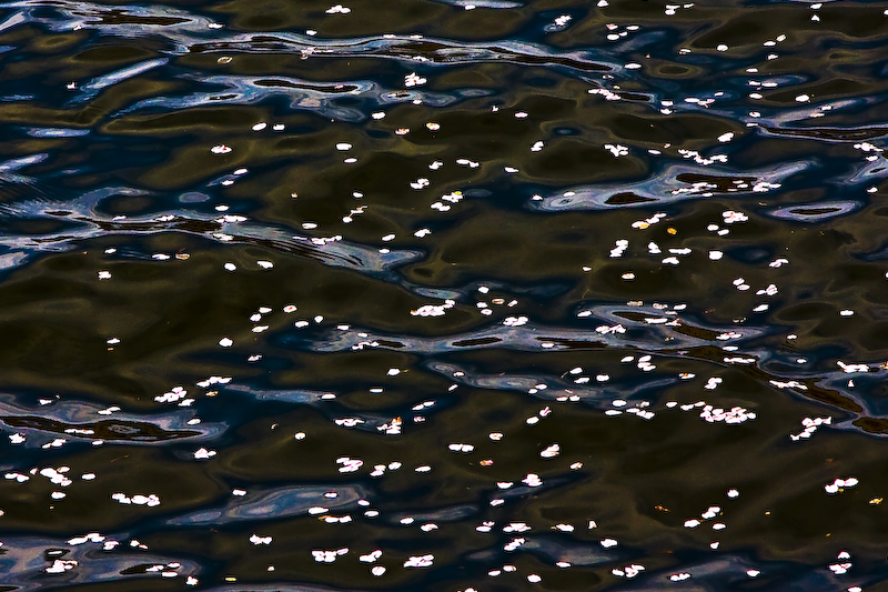 dc spring regalia series - petals on water 2.jpg
