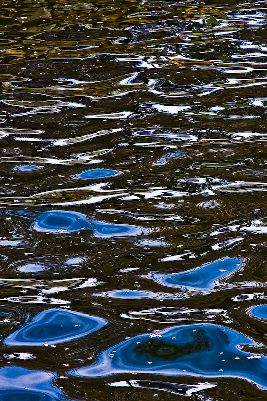 dc spring regalia series - petals on water 1.jpg