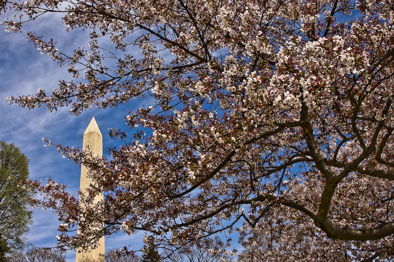 dc spring regalia series - washington monument behind cherry blossom branch.jpg