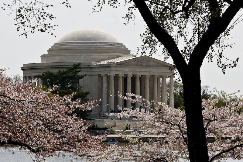 dc spring regalia series - jefferson memorial across tidal basin w blossoms.jpg