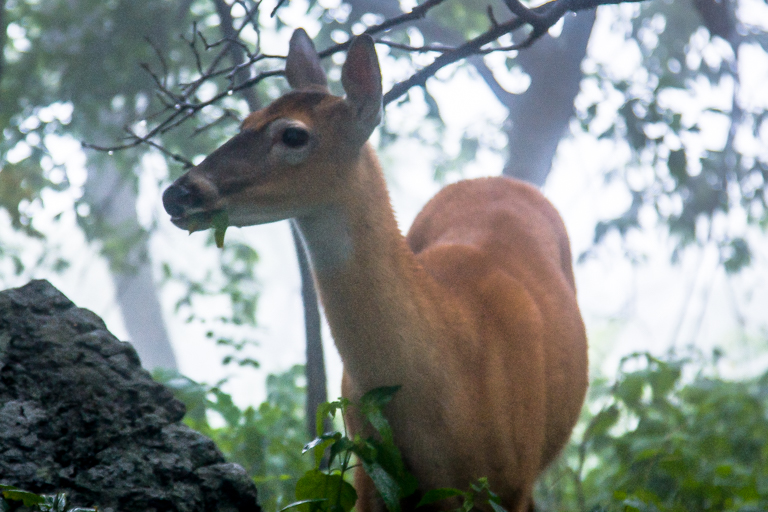 VA NVA scenery & deer -334.jpg