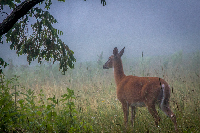 VA NVA scenery & deer -341.jpg