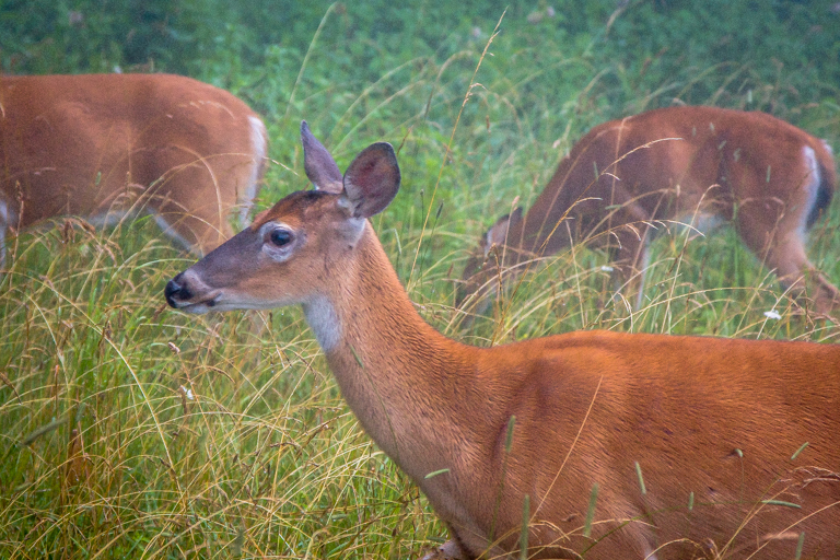 VA NVA scenery & deer -350.jpg