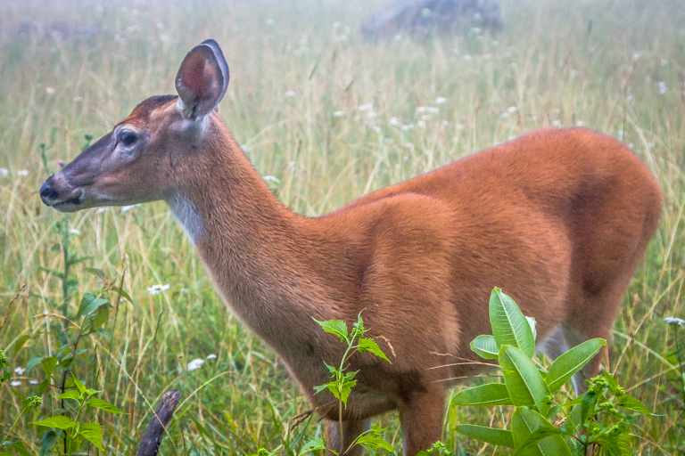 VA NVA scenery & deer -359.jpg