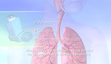  Asthma airways and lungs.&nbsp;  KO Studios ©2012, All rights retained  &nbsp; 
