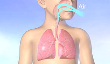 Asthma airways and lungs.&nbsp;  KO Studios ©2012, All rights retained 