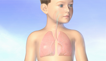  Asthma airways and lungs in children..&nbsp;  KO Studios ©2012, All rights retained   