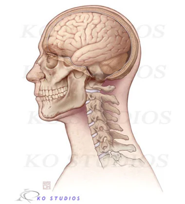 Anatomy Stock Images — KO Studios Biomedical Animation and Illustration