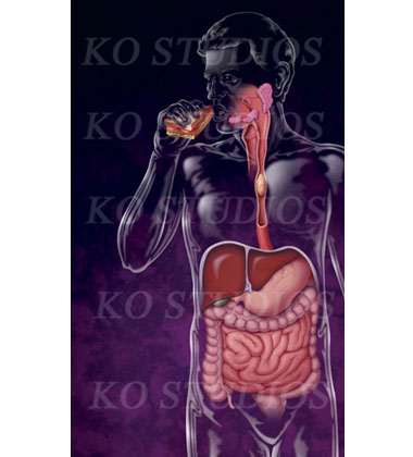 Anatomy Stock Images — KO Studios Biomedical Animation and Illustration