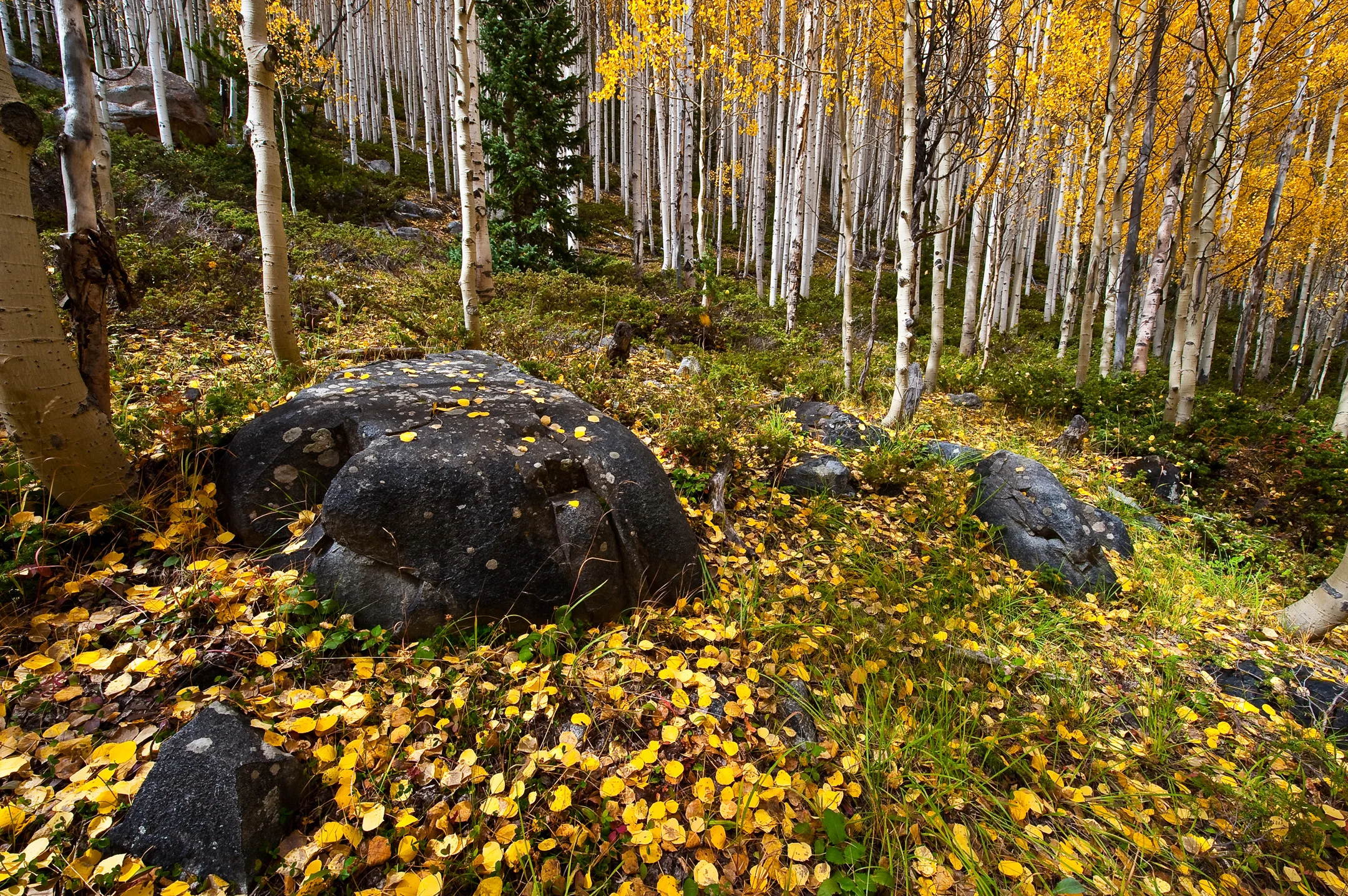 aspen gold.jpg