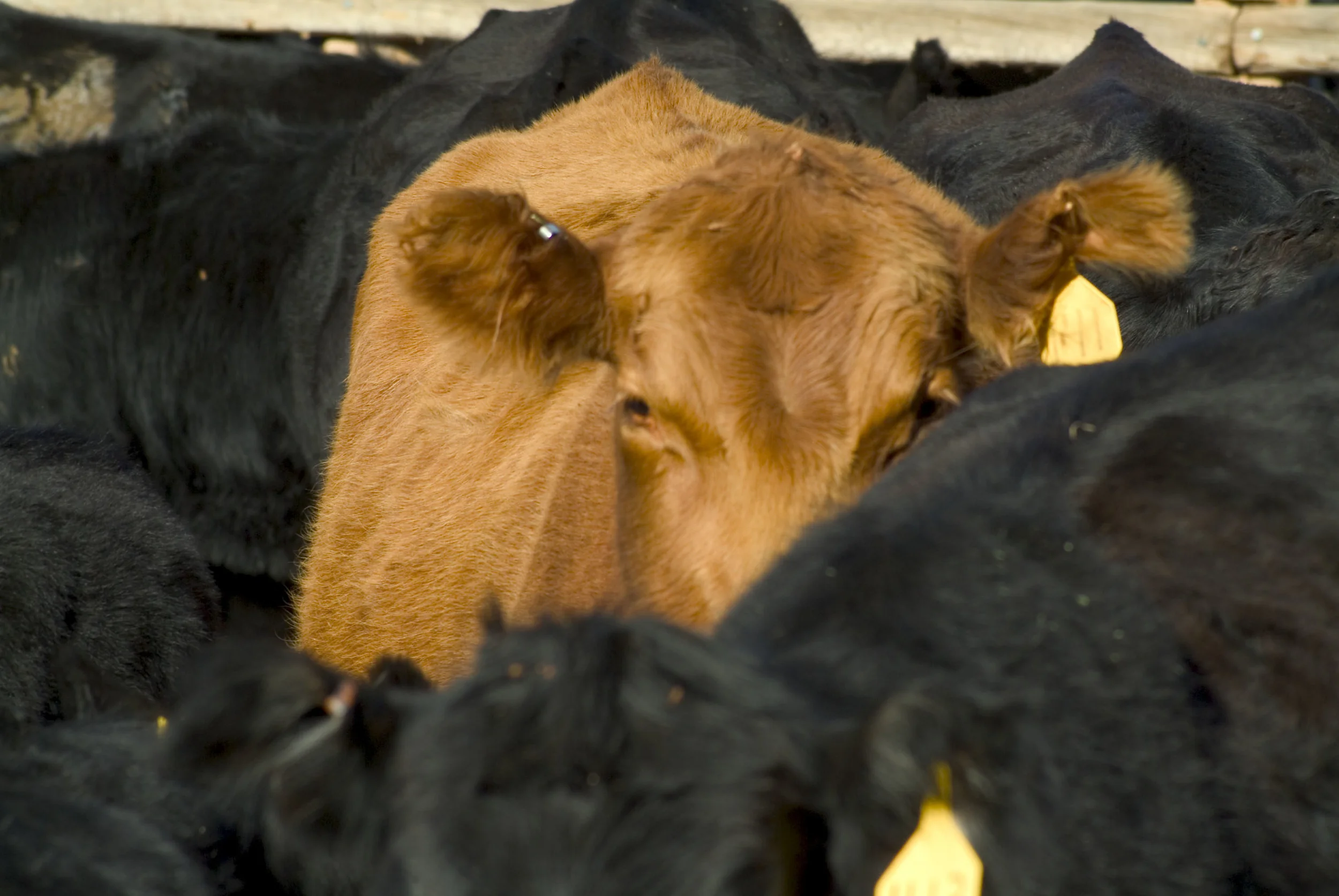 cow 2.jpg