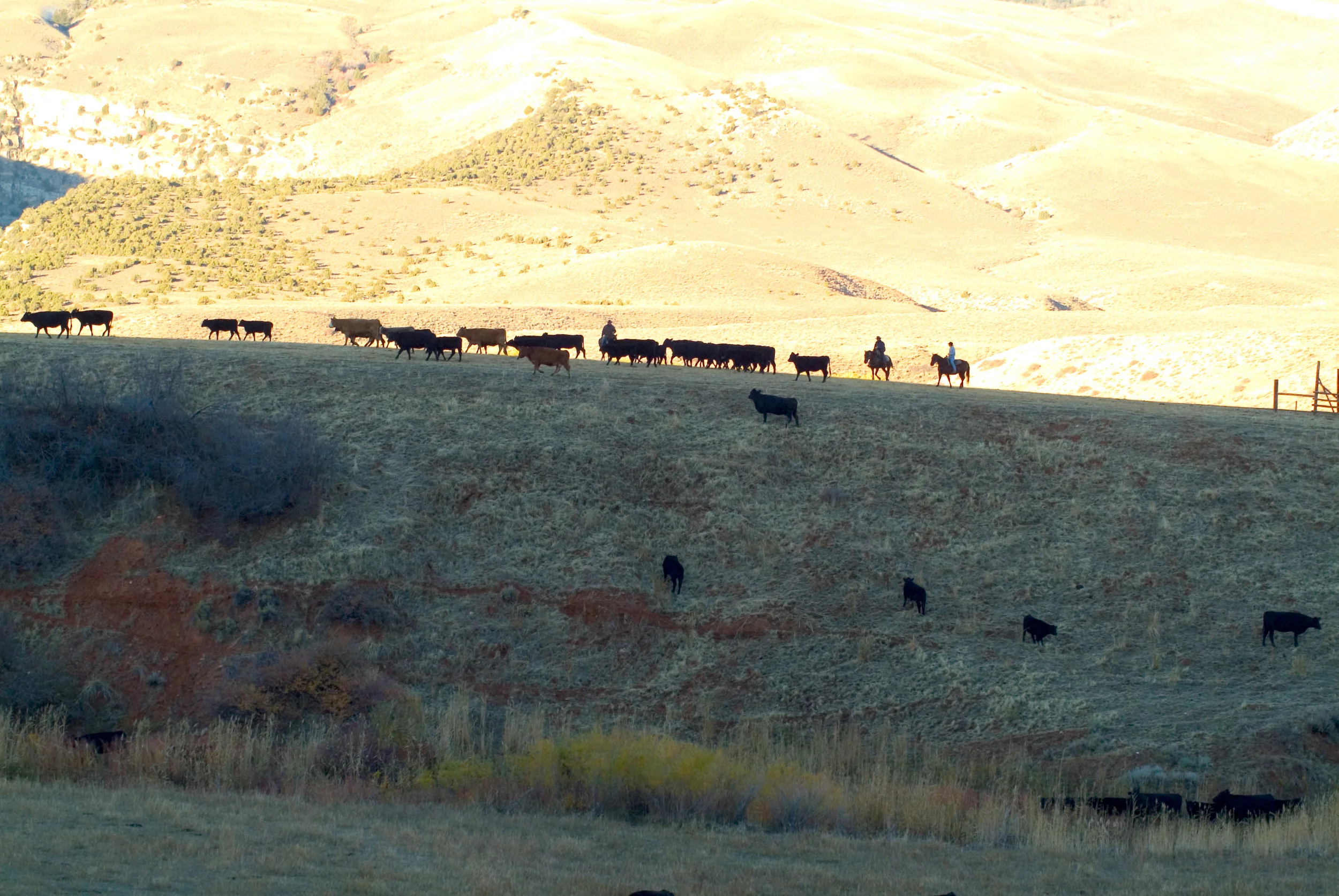cattle roundup.jpg