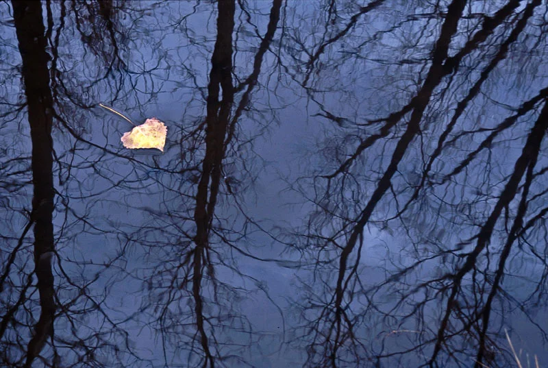 leaf on reflections.jpg